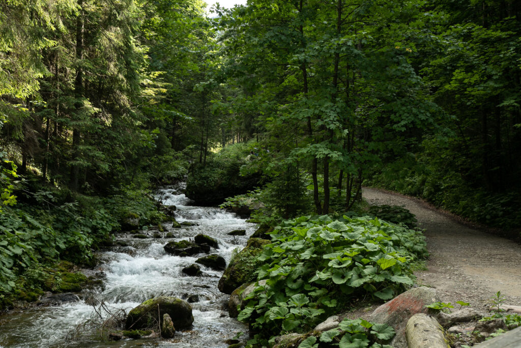 Czyste Tatry; Stowarzyszenie Czysta Polska; sprzątanie