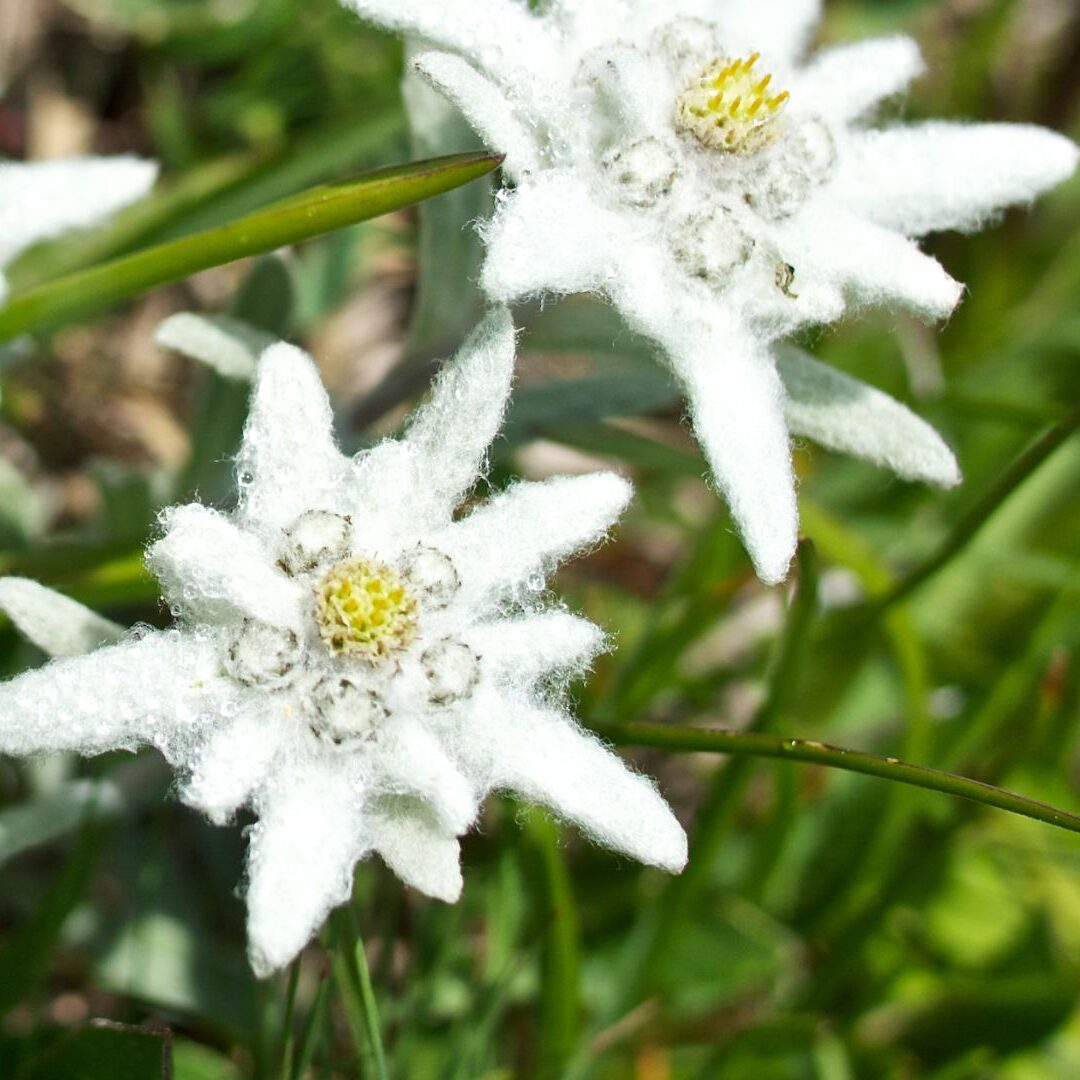 szarotka alpejska